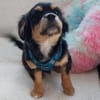 Frodo -vorvermittelt-