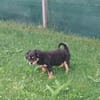 Frodo -vorvermittelt-