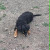 Frodo -vorvermittelt-