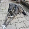 Lola 48 cm (Pflegestelle)