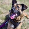 Marley sucht ein aktives Zuhause