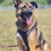 Marley sucht ein aktives Zuhause