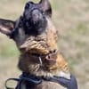 Marley sucht ein aktives Zuhause