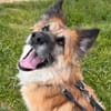Imposanter Koda sucht Zuhause