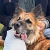 Imposanter Koda sucht Zuhause