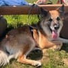 Imposanter Koda sucht Zuhause