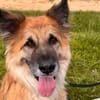Imposanter Koda sucht Zuhause