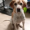 BEAU-menschenbezogener,freundlicher Rüde