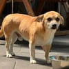 OSKAR-süßer, liebenswerter, kleiner Rüde