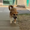 OSKAR-süßer, liebenswerter, kleiner Rüde