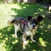 ❤Rosita sucht ein ruhiges Zuhause...