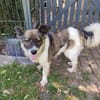 ❤Rosita sucht ein ruhiges Zuhause...