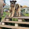 ❤Rosita sucht ein ruhiges Zuhause...