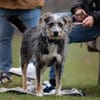 Murphy - Neugieriger Entdecker
