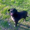 BOBBY ca. 11 J. sucht Gnadenbrotplatz