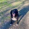 BOBBY ca. 11 J. sucht Gnadenbrotplatz