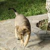 Welpe Finn sucht Körbchen