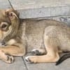 Welpe Finn sucht Körbchen