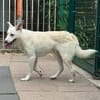 BLANCO-aktiver,sportlicher Rüde
