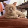 Ilya sucht ein liebevolles Zuhause