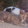 Lola sucht ihr Zuhause