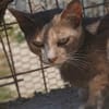 Lola sucht ihr Zuhause
