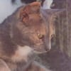Lola sucht ihr Zuhause