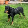 Emil sucht seine Familie 🏡🐾