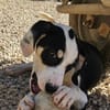 Lian möchte mit dir das Hunde 1x1 lernen