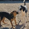 Lian möchte mit dir das Hunde 1x1 lernen