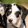 Lian möchte mit dir das Hunde 1x1 lernen