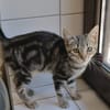 Zia (en cours d'adoption)