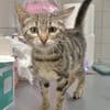 Zia (en cours d'adoption)
