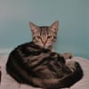 Zia (en cours d'adoption)