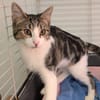 Miou-miou [Chaton]