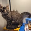 CEYLON A ADOPTER AVEC UN CHAT DÉJÀ PRÉSENT CHEZ VOUS