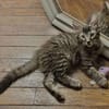 CEYLON A ADOPTER AVEC UN CHAT DÉJÀ PRÉSENT CHEZ VOUS