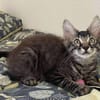 CEYLON A ADOPTER AVEC UN CHAT DÉJÀ PRÉSENT CHEZ VOUS