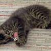CEYLON A ADOPTER AVEC UN CHAT DÉJÀ PRÉSENT CHEZ VOUS