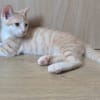 STINSON ET MOSBY À ADOPTER ENSEMBLE