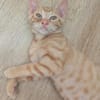 STINSON ET MOSBY À ADOPTER ENSEMBLE