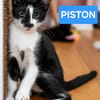 PISTON A ADOPTÉ AVEC FILON OU COMBINE OU SEUL SI DÉJÀ UN CHAT PRÉSENT CHEZ VOUS