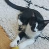 PISTON A ADOPTÉ AVEC FILON OU COMBINE OU SEUL SI DÉJÀ UN CHAT PRÉSENT CHEZ VOUS