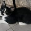 PISTON A ADOPTÉ AVEC FILON OU COMBINE OU SEUL SI DÉJÀ UN CHAT PRÉSENT CHEZ VOUS