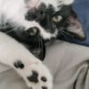 PISTON A ADOPTÉ AVEC FILON OU COMBINE OU SEUL SI DÉJÀ UN CHAT PRÉSENT CHEZ VOUS