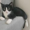 FILON A ADOPTER EN DUO OU SEUL SI DÉJÀ UN CHAT PRÉSENT CHEZ VOUS