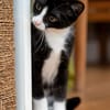 FILON A ADOPTER EN DUO OU SEUL SI DÉJÀ UN CHAT PRÉSENT CHEZ VOUS