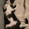 FILON A ADOPTER EN DUO OU SEUL SI DÉJÀ UN CHAT PRÉSENT CHEZ VOUS