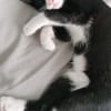 FILON A ADOPTER EN DUO OU SEUL SI DÉJÀ UN CHAT PRÉSENT CHEZ VOUS