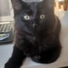 COMBINE A ADOPTER EN DUO OU SEULE SI DEJA UN CHAT PRÉSENT CHEZ VOUS